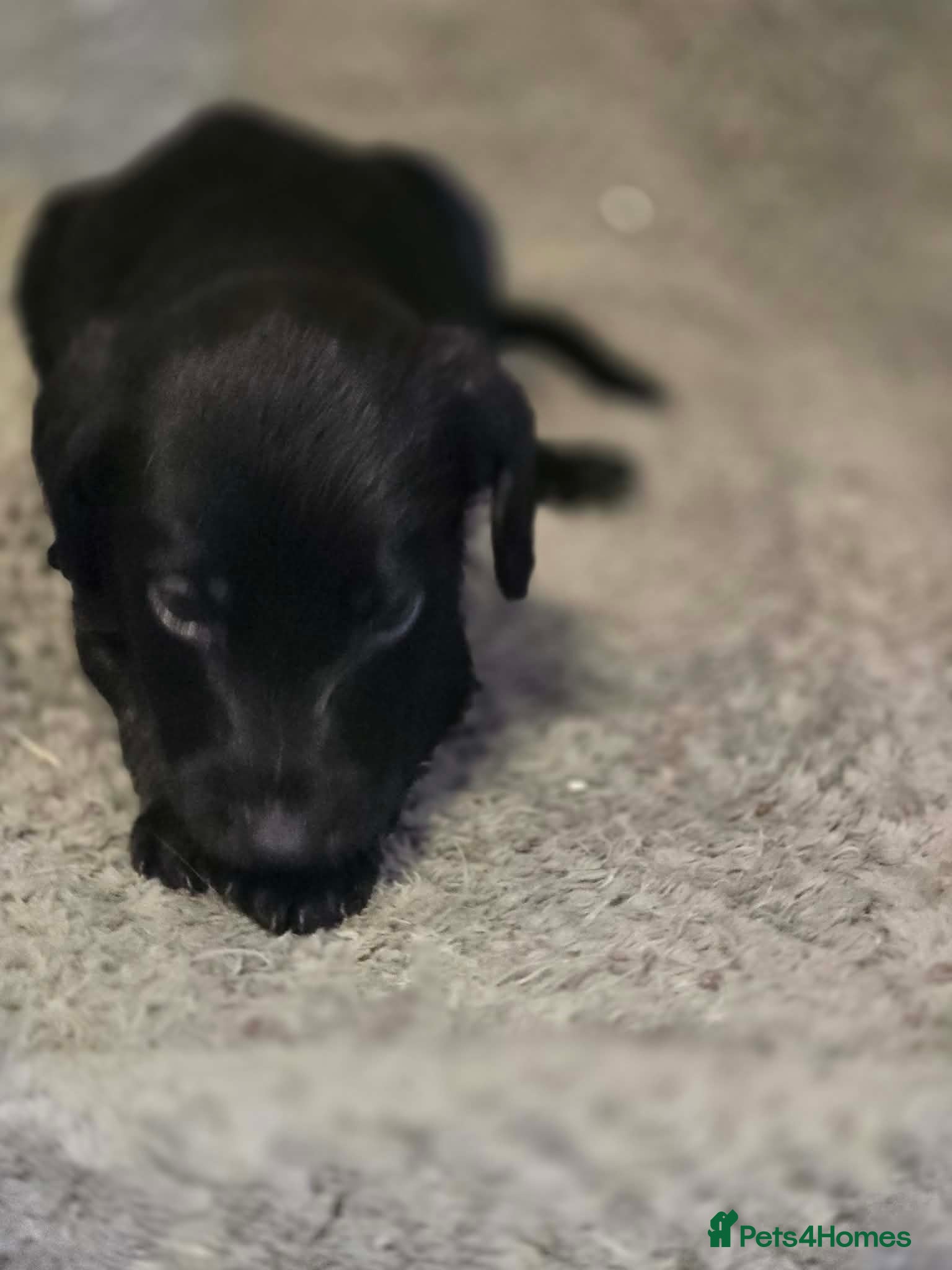 Mixed Breed dogs Whippet x Miniature Labradoodle  - Advert 1