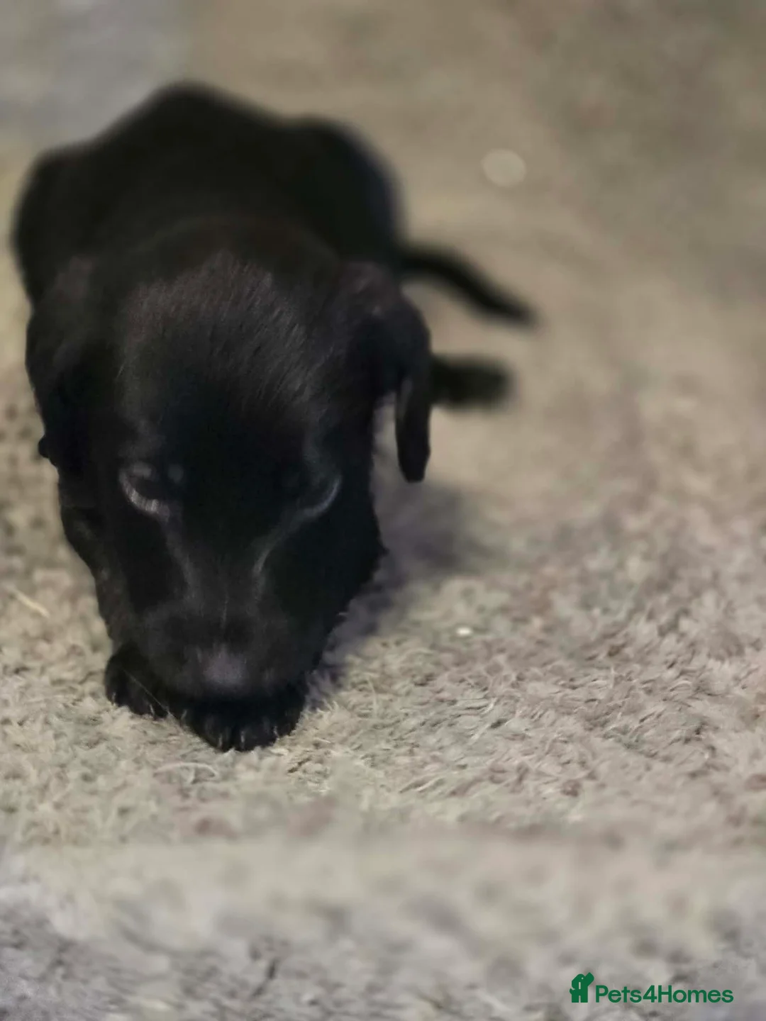 Mixed Breed dogs for sale: Whippet x Miniature Labradoodle  - Advert 1