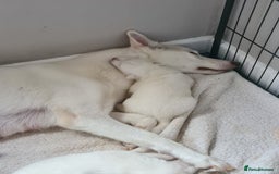 Siberian Husky dogs for sale: Husky puppies - Image 3