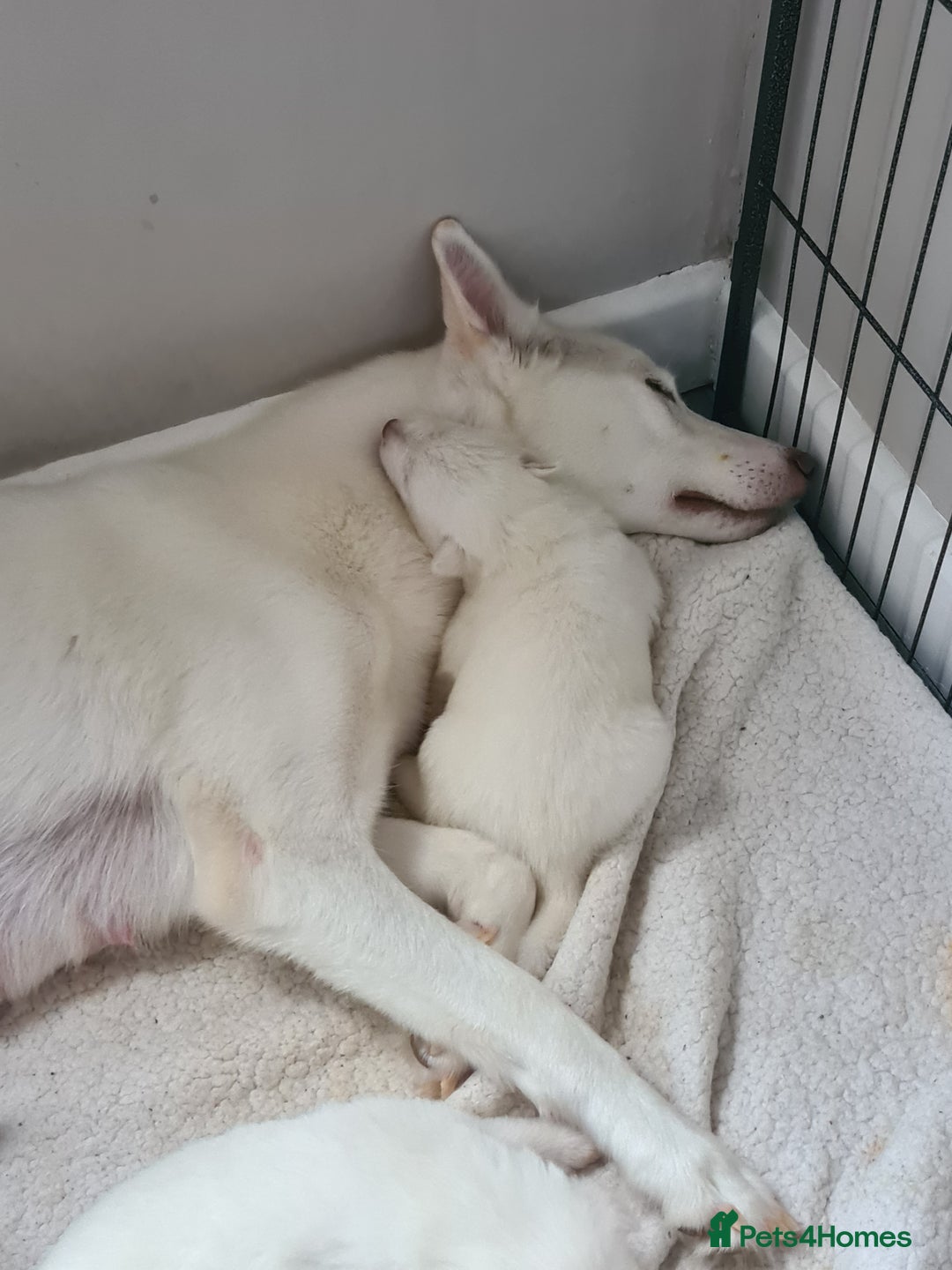 Siberian Husky dogs for sale: Husky puppies - Image 3