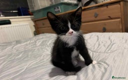 Mixed Breed cats for sale: British short hair cross kitties  - Image 3
