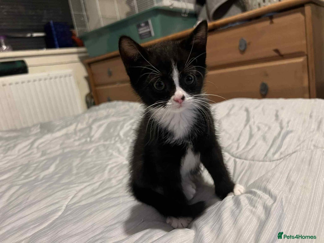 Mixed Breed cats for sale: British short hair cross kitties  - Image 3