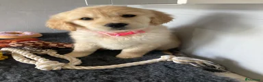 Golden Retriever Puppy 4