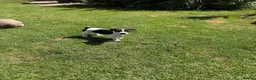Jack Russell dogs for sale: Beautiful Jack Russell girl  - Advert 3