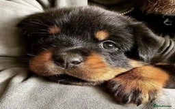 Rottweiler dogs for sale: 🌟 Adorable Rottweiler Puppies for Sale! 🌟 - Image 4