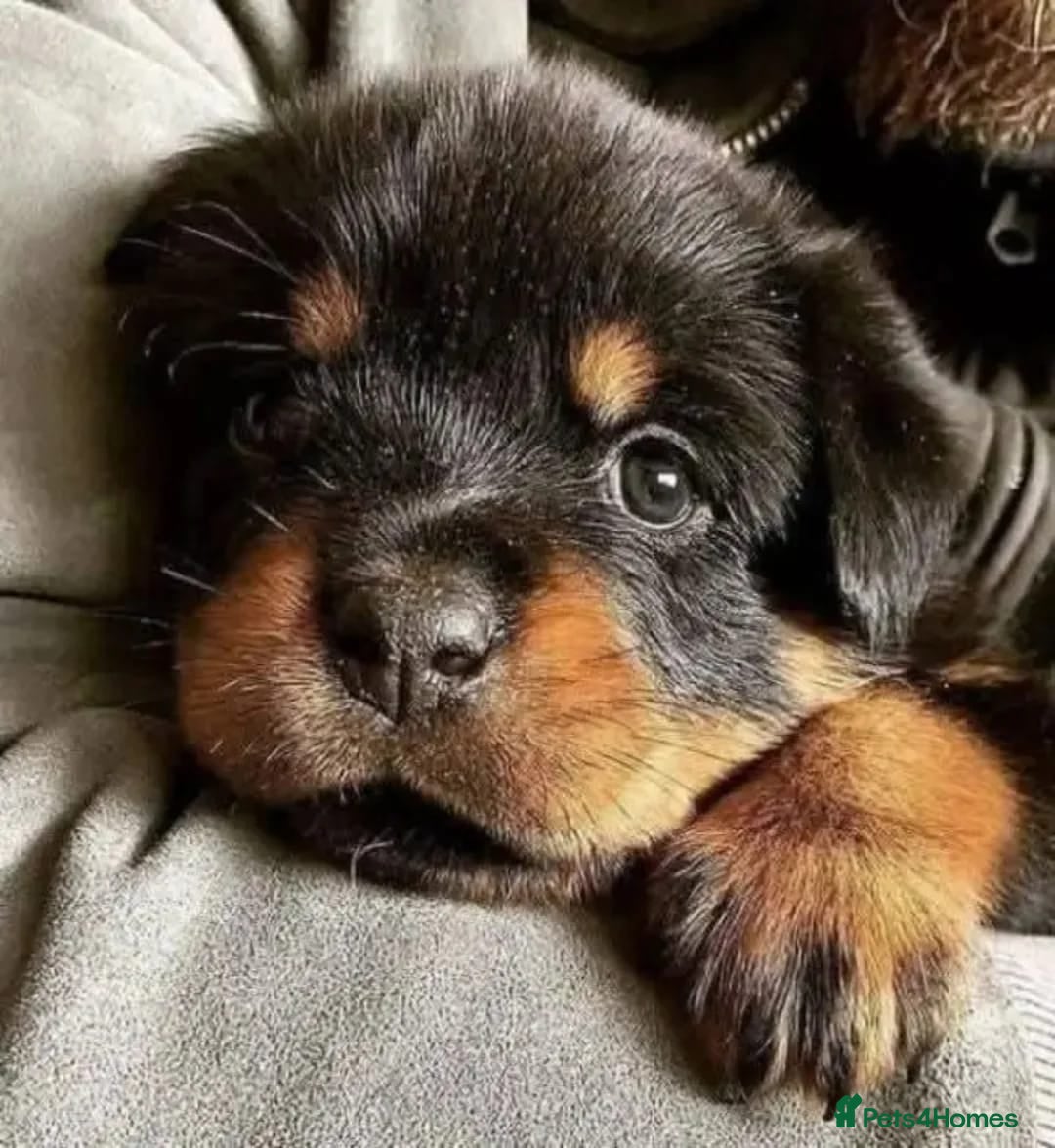 Rottweiler dogs for sale: 🌟 Adorable Rottweiler Puppies for Sale! 🌟 - Image 4