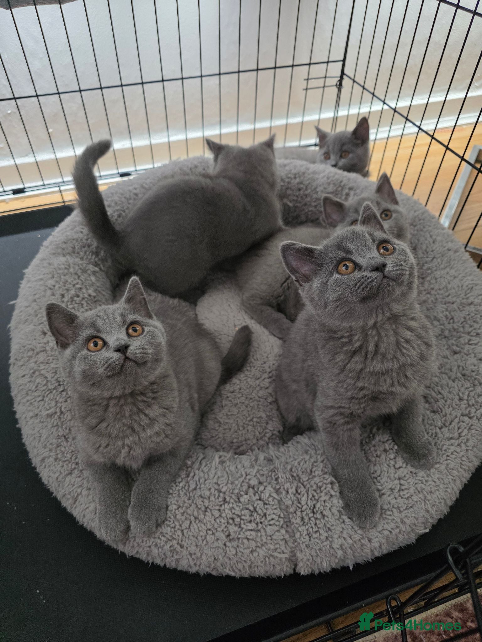 British Shorthair cats British Shorthair Kittens  - Advert 8