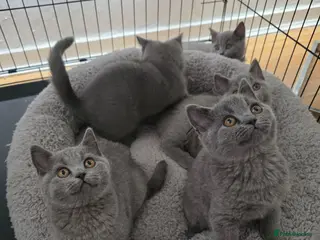 British Shorthair cats British Shorthair Kittens - Advert 1