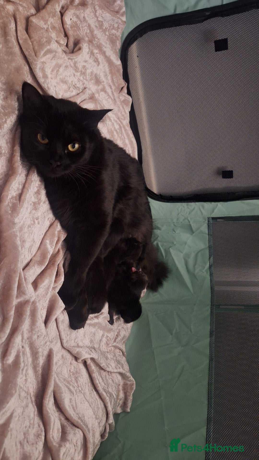 Ragdoll cats for sale: Ragdoll x Norwegian Forest x DHC - Image 16