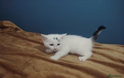 Mixed Breed cats for sale: Kittens  - Image 11