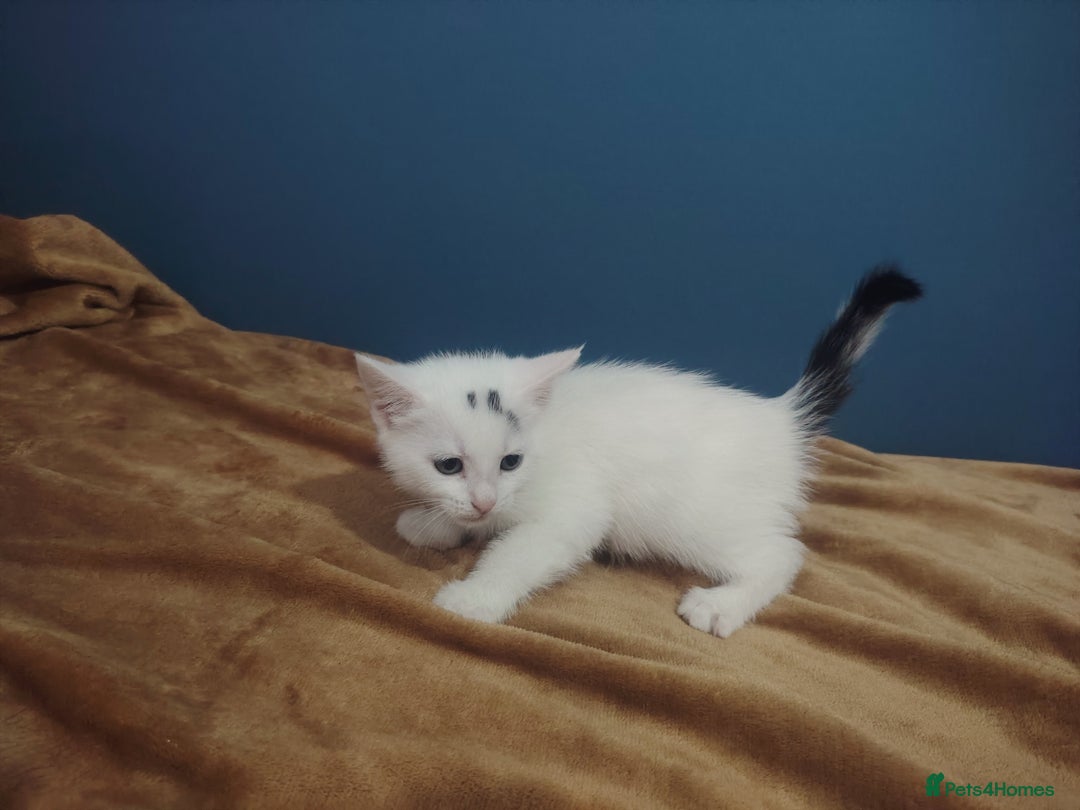 Mixed Breed cats for sale: Kittens  - Image 11