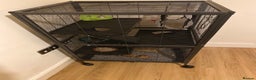 Rat rodents for sale: 2 male rats - aged 7 months - Advert 1