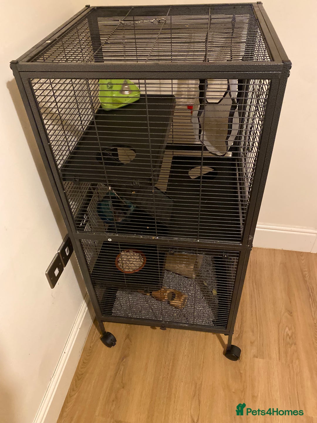 Rat rodents for sale: 2 male rats - aged 7 months - Advert 1
