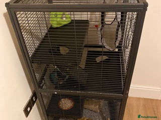 Rat rodents 2 male rats - aged 7 months - Advert 1