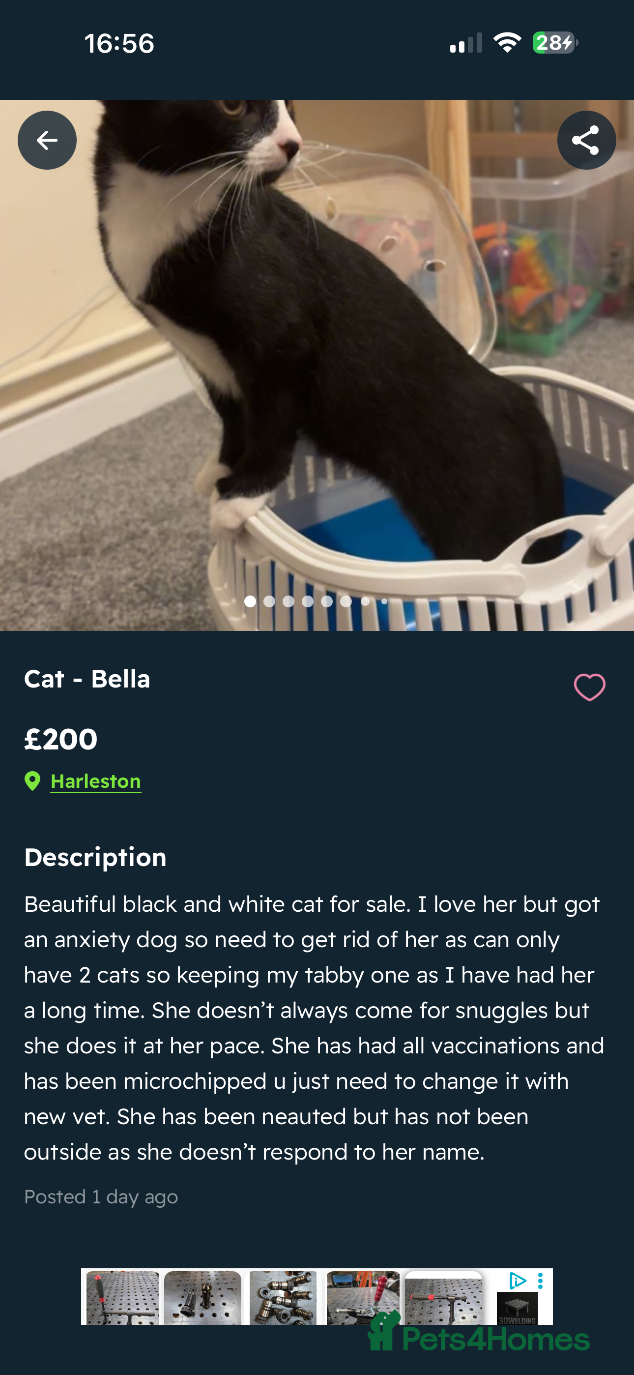 American Shorthair cats Black and white cat  in Harleston - Advert 1