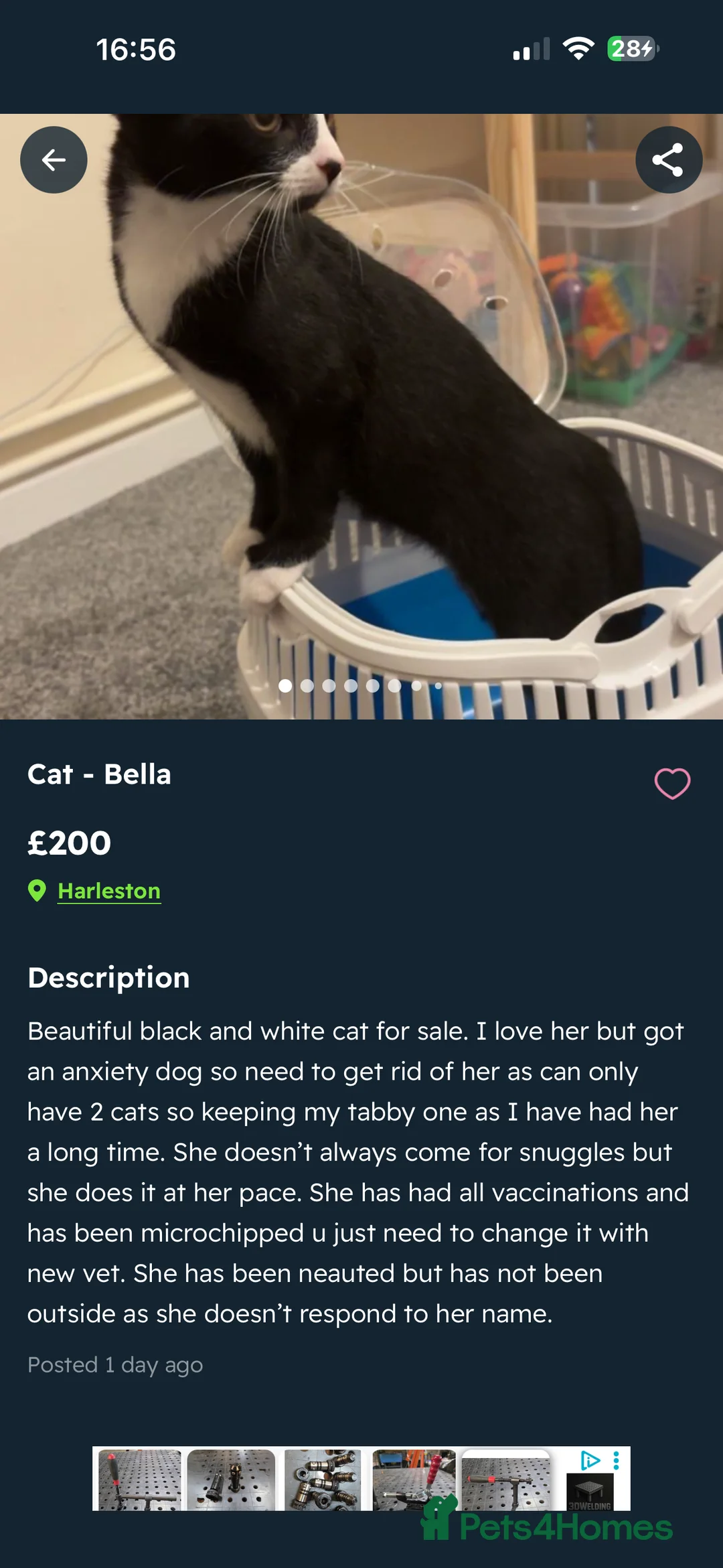 American Shorthair cats for sale: Black and white cat  in Harleston - Advert 1