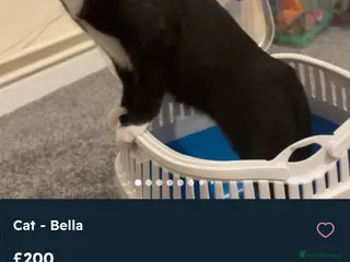 American Shorthair cats Black and white cat in Harleston - Advert 1