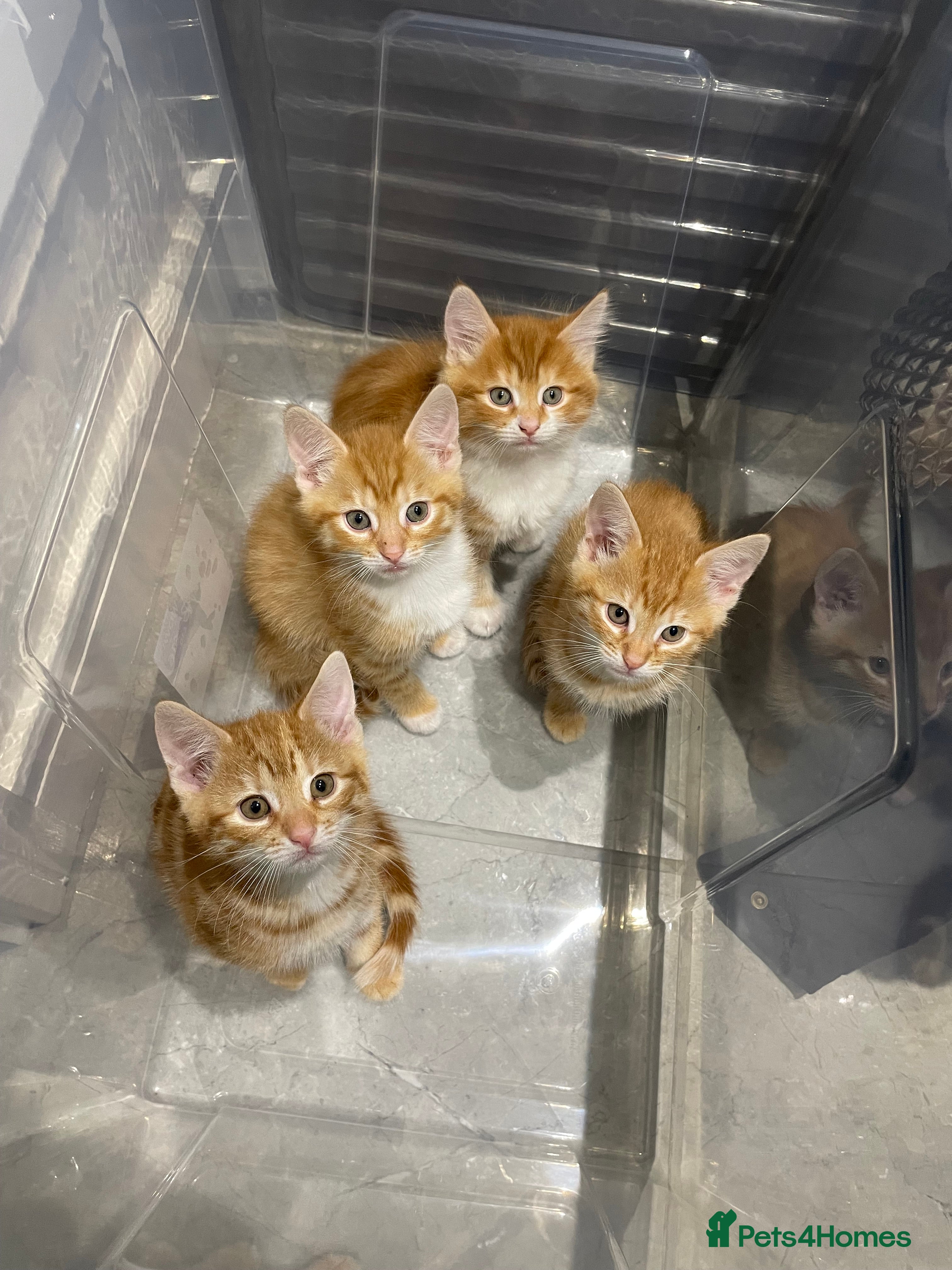 Mixed Breed cats Beautiful kittens ready to go now  - Advert 9