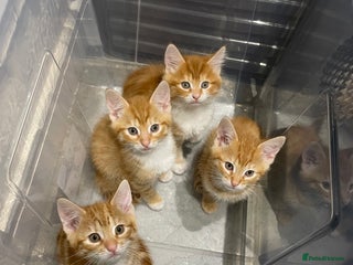 Mixed Breed cats Beautiful kittens ready to go now - Advert 9