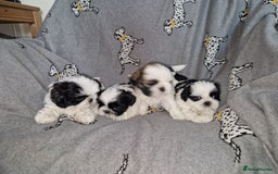 Shih Tzu dogs for sale: Shih Tzu puppies for sale  - Image 9