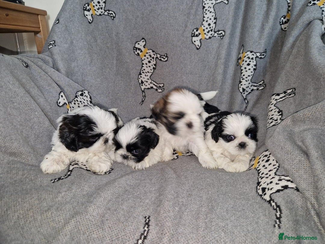 Shih Tzu dogs for sale: Shih Tzu puppies for sale  - Image 9