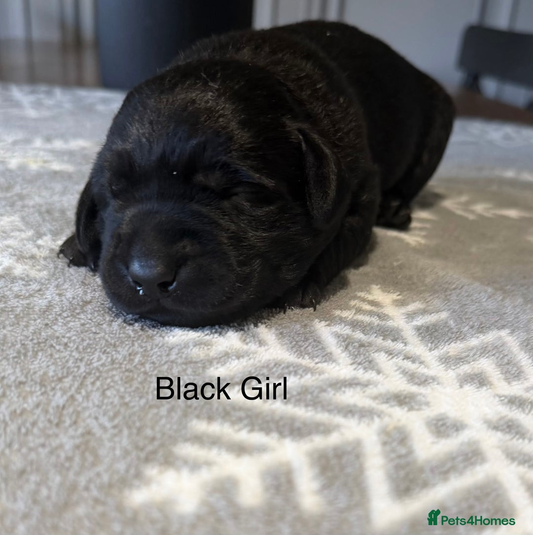 Labrador Retriever dogs for sale: Stunning Chocolate and Black Labrador pups - Advert 8