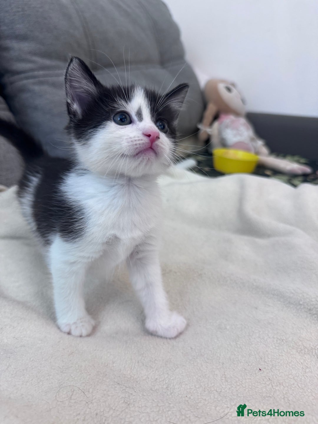 Mixed Breed cats for sale: Beautiful kittens looking new home 🐱🧡 - Advert 13