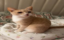 Mixed Breed cats for sale: Beautiful ginger cat  - Image 3