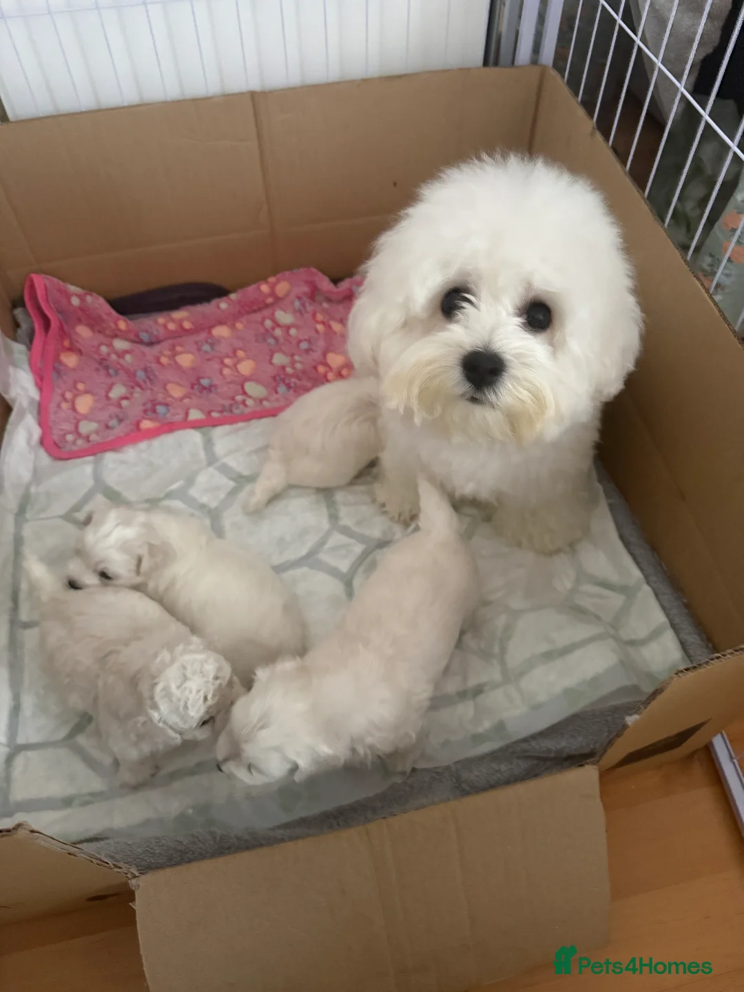 Bichon Frise dogs for sale: 4 BICHON FRISE FOR SALE,dad is kc reg in Harrow - Advert 9