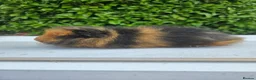 Guinea Pig rodents for sale: Baby male swiss guinea pigs  - Advert 4