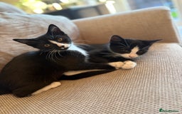 Mixed Breed cats for sale: 2x Female Kittens  - Image 1