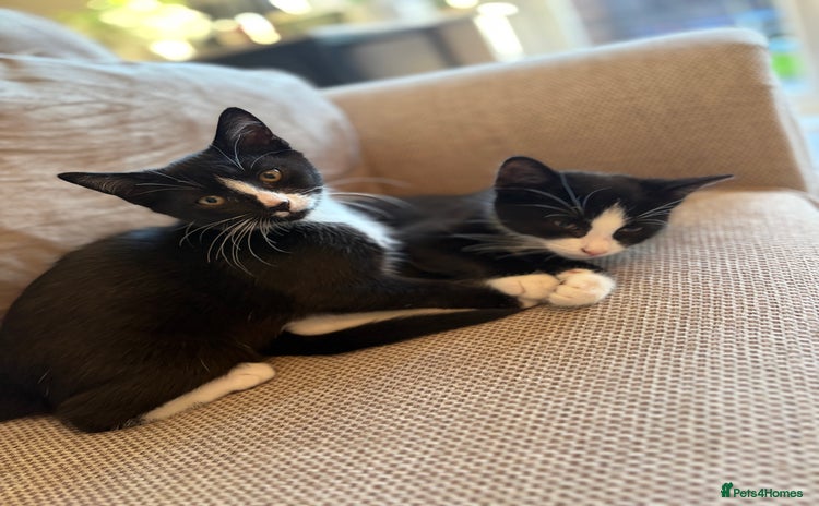 Mixed Breed cats - Advert 11
