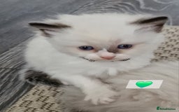 Ragdoll cats for sale: Beautiful kittens  - Image 3