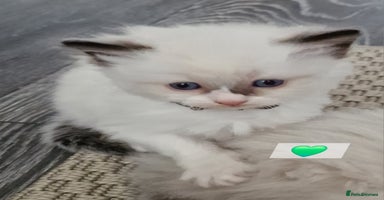 Ragdoll cats - Advert 5