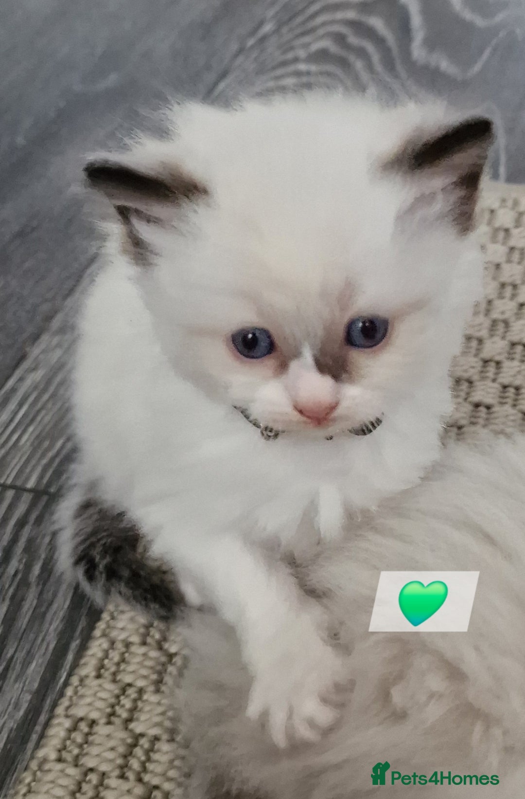 Ragdoll cats for sale: Beautiful kittens  - Image 3