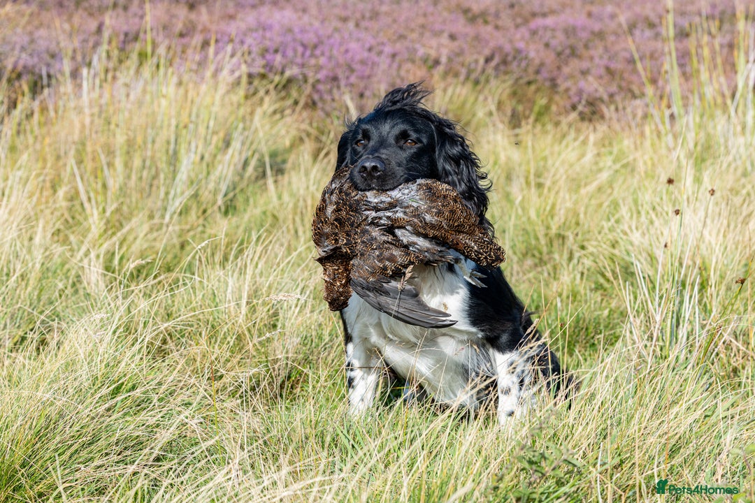 English Springer Spaniel dogs for stud: Heavily marked B&W FULLY HEALTH TESTED ESS in Leyburn - Image 13