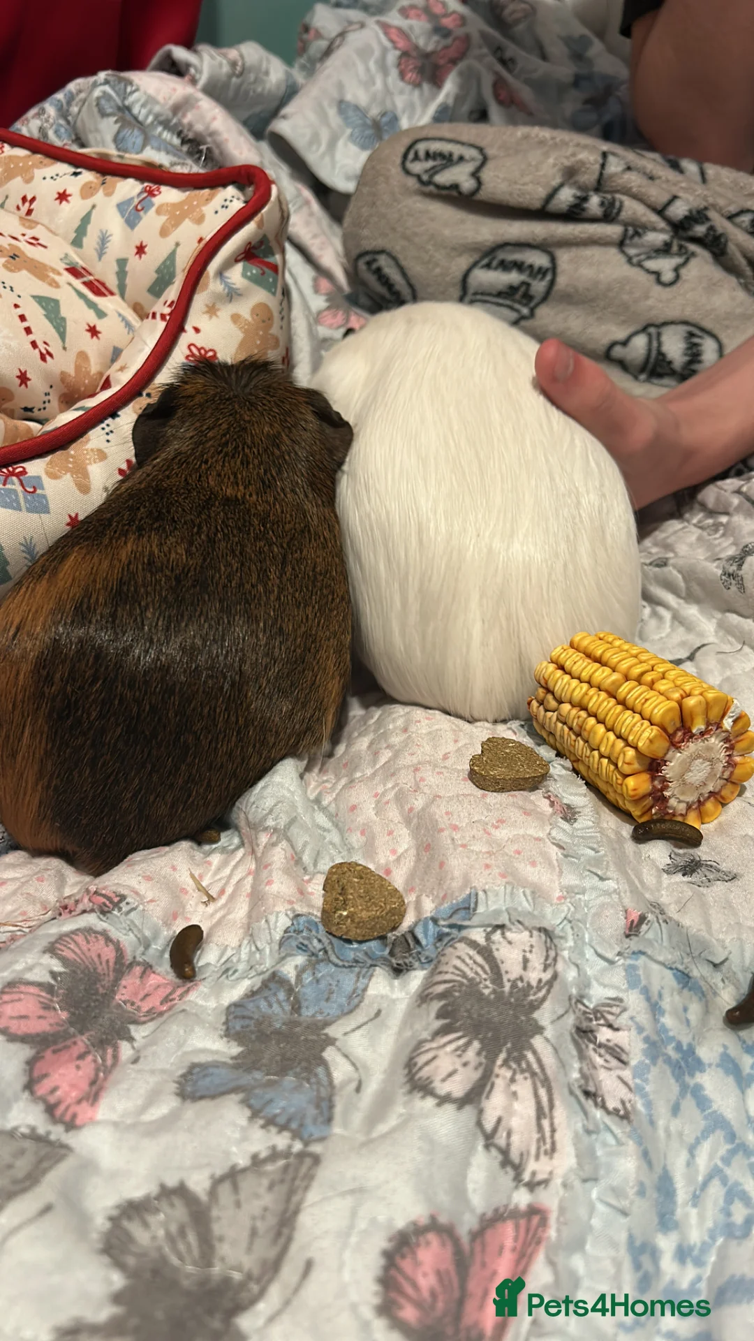 Guinea Pig rodents for sale: 2 GUINEA PIGS FOR SALE  in Maybole - Advert 4