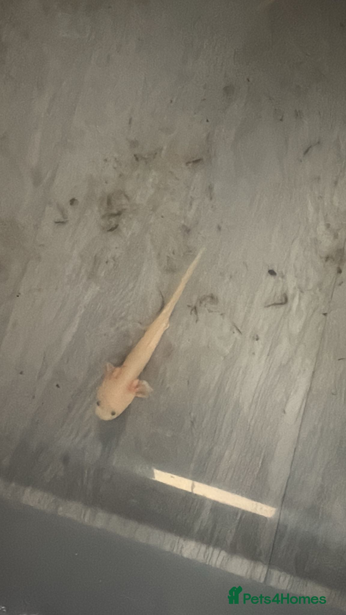 Axolotl reptiles Baby axoltols  - Advert 2