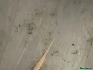 Axolotl reptiles Baby axoltols - Advert 2