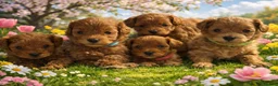 Cockapoo dogs for sale: Beautiful true miniature F1B cockapoo  in Downpatrick - Advert 2