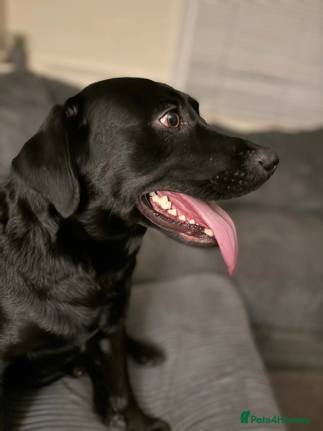 Labrador Retriever dogs for sale: Lab for rehome - Advert 2