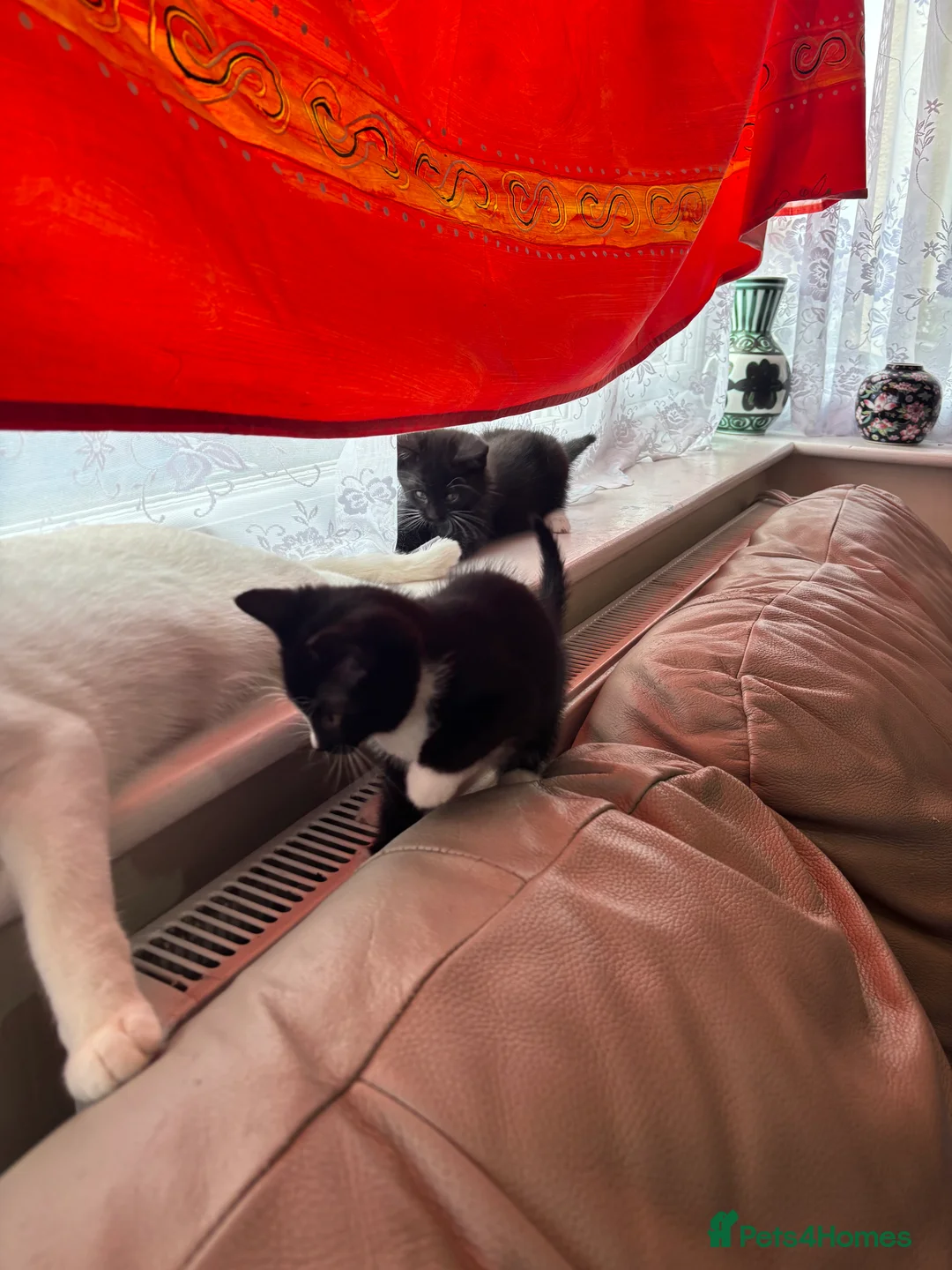 Burmilla cats for sale: Kittens - Advert 3