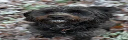 Cockapoo dogs for sale: Cockapoo, black, 3yrs - Advert 3