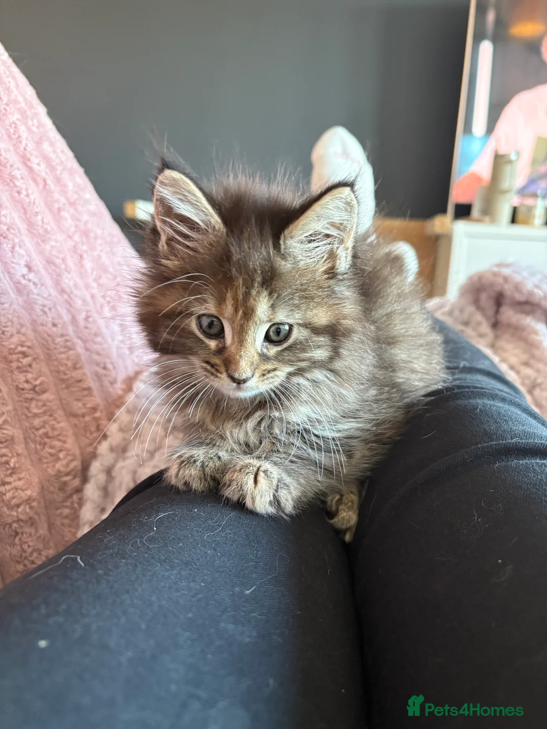 Maine Coon cats for sale: TICA registered Maine coon kittens - Advert 23