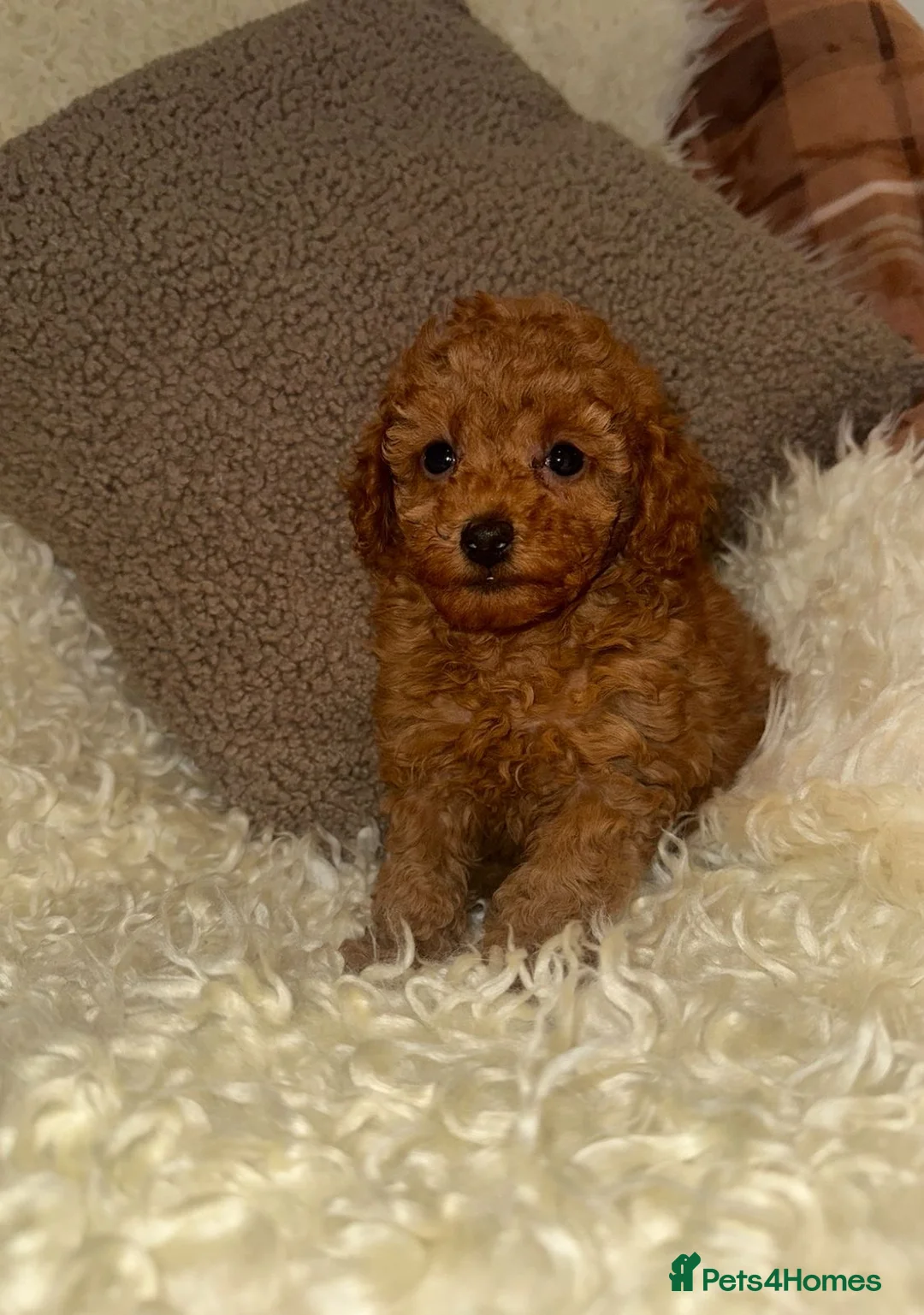 Toy Poodle dogs for sale: ❤️❤️Deep Red Petite KC Toy Poodles❤️❤️ - Advert 1