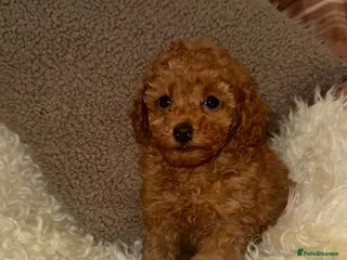Toy Poodle dogs Deep Red Petite KC Toy Poodles - Advert 5