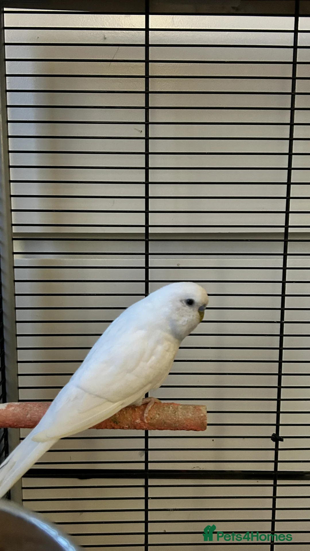 Budgerigars birds for sale: Variety of budgies  - Advert 6