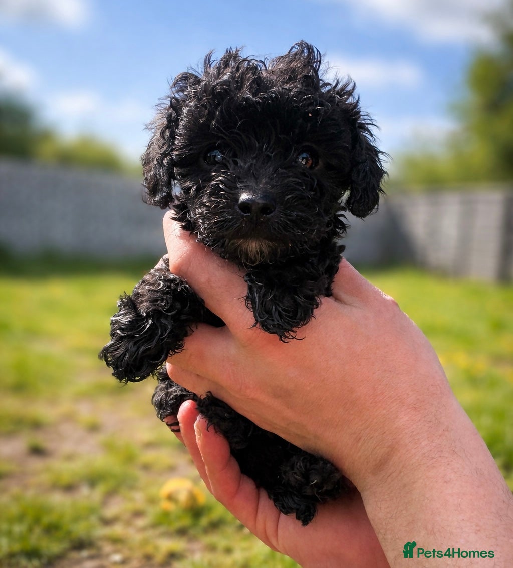 Miniature Poodle dogs Beautiful Mini Toy Poodle Puppies Family Raised 🐾 - Advert 3