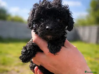 Miniature Poodle dogs Beautiful Mini Toy Poodle Puppies Family Raised 🐾 - Advert 3