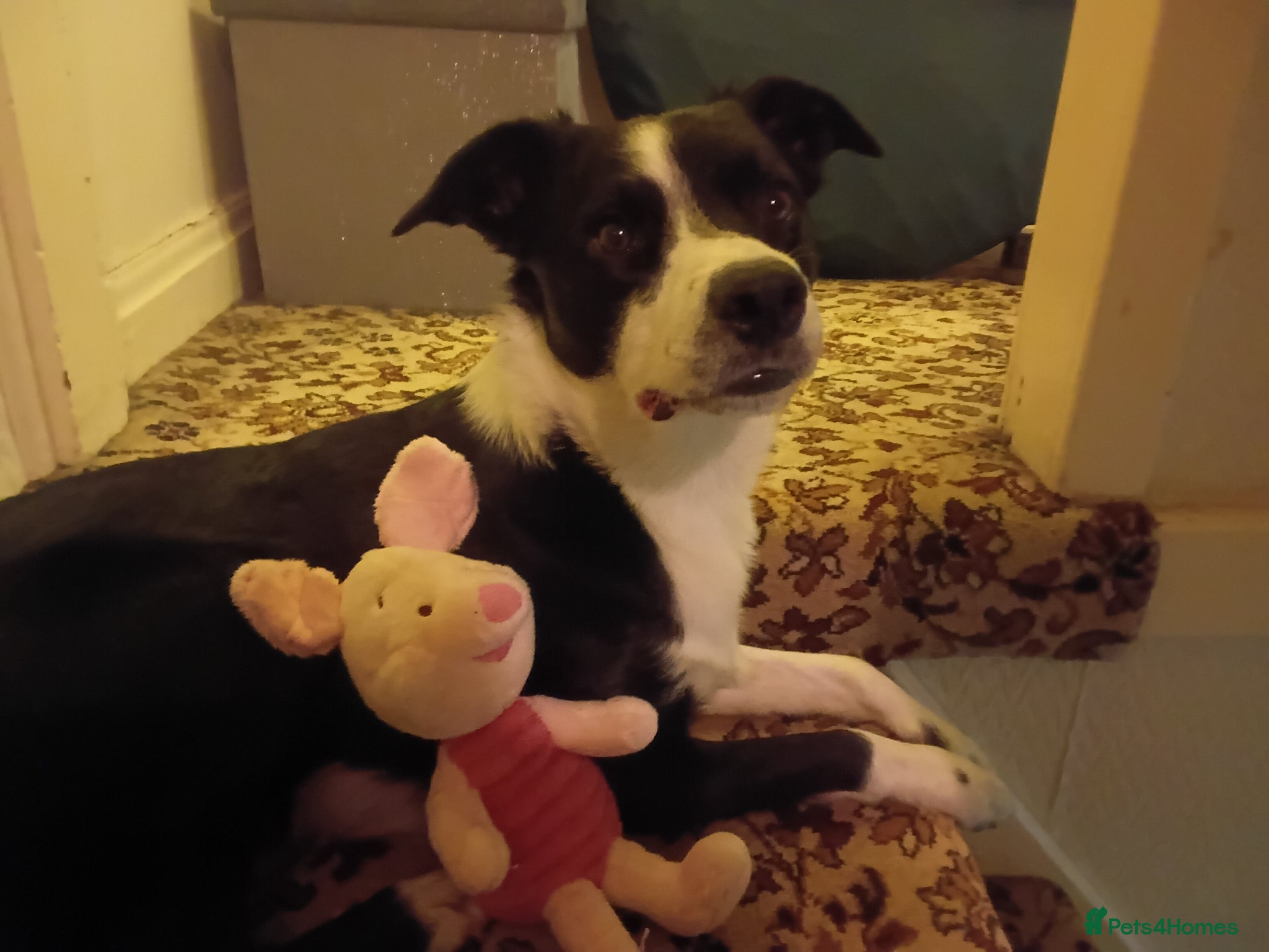 Border Collie dogs Border collie  - Advert 5